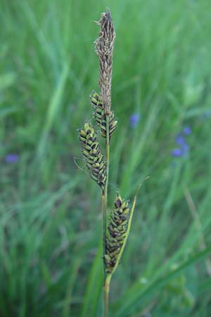 Carex hartmaniorum \ Hartmans Segge / Hartman's , D Pfalz, Speyer 25.5.2012
