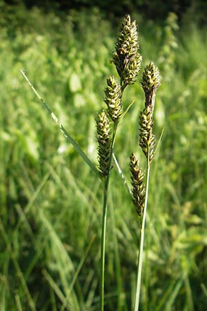 Carex hartmaniorum \ Hartmans Segge / Hartman's , D Pfalz, Speyer 25.5.2012