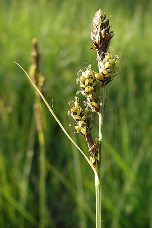 Carex hartmaniorum \ Hartmans Segge / Hartman's , D Pfalz, Speyer 25.5.2012