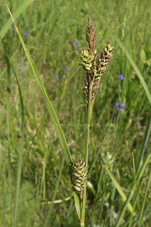 Carex hartmaniorum \ Hartmans Segge / Hartman's , D Pfalz, Speyer 29.5.2012