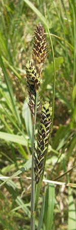 Carex hartmaniorum \ Hartmans Segge / Hartman's , D Pfalz, Speyer 29.5.2012