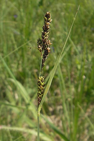 Carex hartmaniorum \ Hartmans Segge / Hartman's , D Pfalz, Speyer 29.5.2012