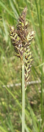Carex hartmaniorum \ Hartmans Segge / Hartman's , D Pfalz, Speyer 29.5.2012