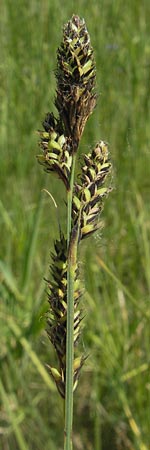 Carex hartmaniorum \ Hartmans Segge / Hartman's , D Pfalz, Speyer 29.5.2012