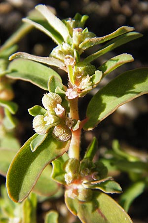 Chamaesyce maculata \ Gefleckte Wolfsmilch / Spotted Spurge, Spotted Sandmat, D Mannheim 6.9.2012