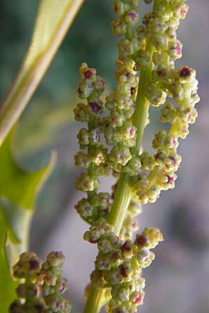 Chenopodium rhombifolium \ Sgeblttriger Gnsefu / Serrate-Leaved Goosefoot, D Heidelberg 2.10.2012