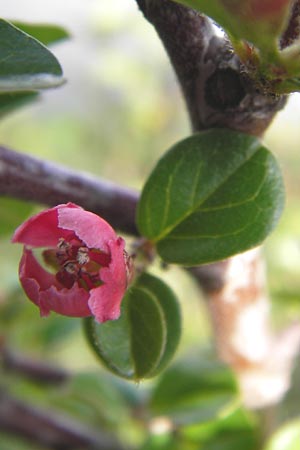 Cotoneaster horizontalis \ Korallenstrauch, Fchermispel / Wall Cotoneaster, D Ludwigshafen 2.5.2013