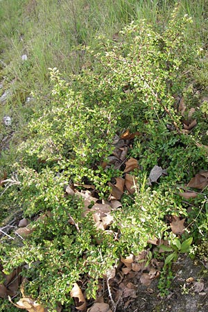 Cotoneaster horizontalis \ Korallenstrauch, Fchermispel / Wall Cotoneaster, D Ludwigshafen 2.5.2013