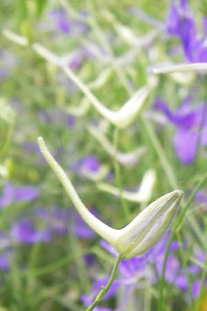Delphinium ajacis \ Garten-Rittersporn / Larkspur, D Mannheim 20.6.2013