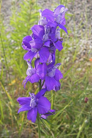 Delphinium ajacis \ Garten-Rittersporn / Larkspur, D Mannheim 20.6.2013