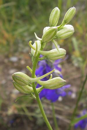 Delphinium ajacis \ Garten-Rittersporn / Larkspur, D Mannheim 20.6.2013