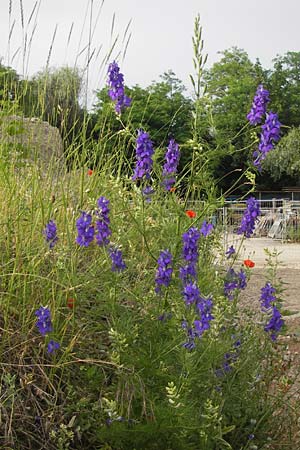 Delphinium ajacis \ Garten-Rittersporn / Larkspur, D Mannheim 20.6.2013