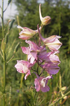 Delphinium ajacis \ Garten-Rittersporn / Larkspur, D Bruchsal 5.7.2013