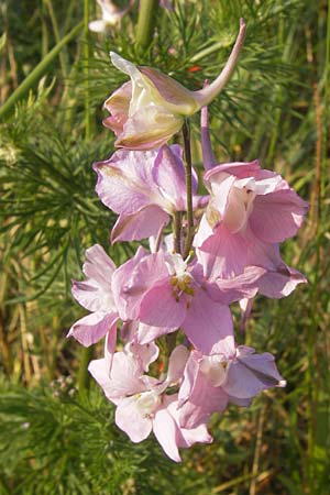 Delphinium ajacis \ Garten-Rittersporn / Larkspur, D Bruchsal 5.7.2013