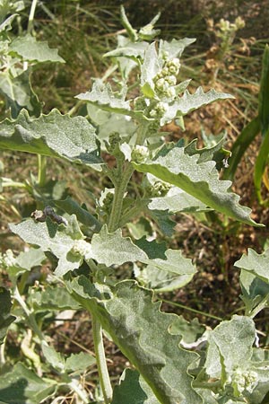 Atriplex rosea \ Rosen-Melde / Tumbling Orache, D Thüringen, Drei Gleichen 6.8.2013