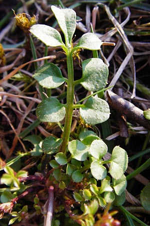 Cardamine hirsuta \ Vielstngeliges Schaumkraut, Behaartes Schaumkraut / Hairy Bitter-Cress, D Mannheim 25.3.2014