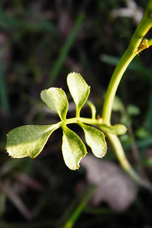 Cardamine hirsuta \ Vielstngeliges Schaumkraut, Behaartes Schaumkraut / Hairy Bitter-Cress, D Mannheim 25.3.2014