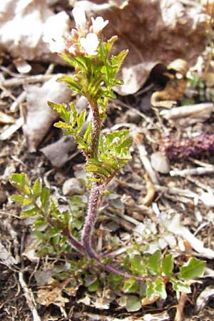Cardamine hirsuta \ Vielstngeliges Schaumkraut, Behaartes Schaumkraut / Hairy Bitter-Cress, D Insel/island Reichenau, Oberzell 1.4.2014