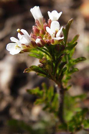 Cardamine hirsuta \ Vielstngeliges Schaumkraut, Behaartes Schaumkraut / Hairy Bitter-Cress, D Insel/island Reichenau, Oberzell 1.4.2014