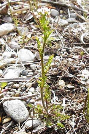 Cardamine hirsuta \ Vielstngeliges Schaumkraut, Behaartes Schaumkraut / Hairy Bitter-Cress, D Insel/island Reichenau, Oberzell 1.4.2014