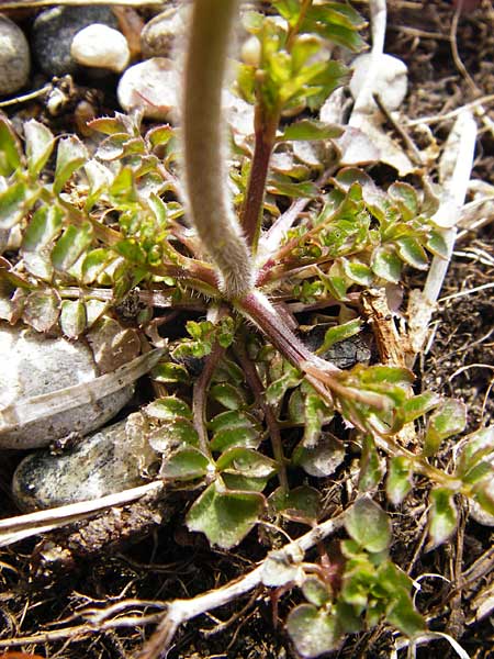 Cardamine hirsuta \ Vielstngeliges Schaumkraut, Behaartes Schaumkraut / Hairy Bitter-Cress, D Insel/island Reichenau, Oberzell 1.4.2014
