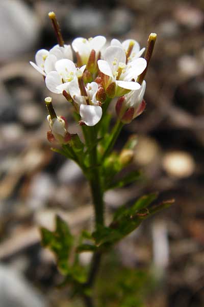 Cardamine hirsuta \ Vielstngeliges Schaumkraut, Behaartes Schaumkraut / Hairy Bitter-Cress, D Insel/island Reichenau, Oberzell 1.4.2014