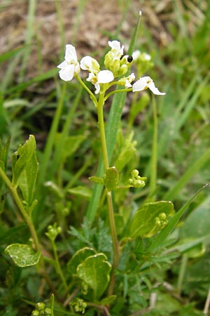 Arabidopsis halleri \ Hallers Schaumkresse / Haller's Rock-Cress, D Warburg 26.4.2014