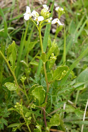 Arabidopsis halleri \ Hallers Schaumkresse / Haller's Rock-Cress, D Warburg 26.4.2014
