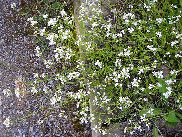 Arabidopsis halleri \ Hallers Schaumkresse / Haller's Rock-Cress, D Warburg 31.5.2014
