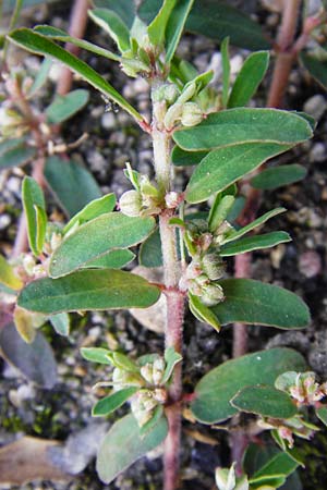 Chamaesyce maculata \ Gefleckte Wolfsmilch / Spotted Spurge, Spotted Sandmat, D Ludwigshafen 16.9.2014
