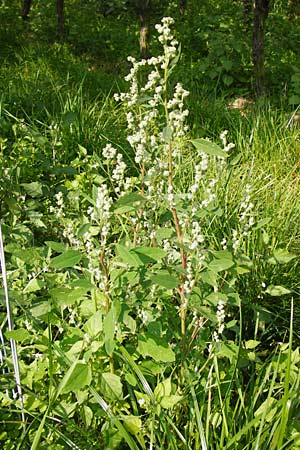 Chenopodium album subsp. pedunculare \ Stielbltiger Gnsefu / Seaport Goosefoot, D Bensheim 3.10.2014