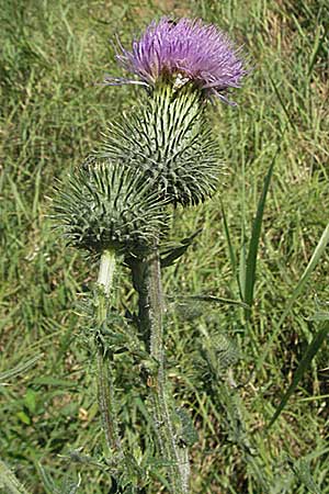 Cirsium vulgare, Spear Thistle Cirsium vulgare, Spear Thistle