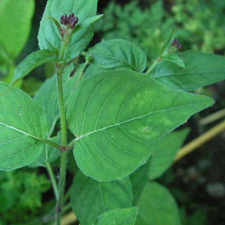 Circaea glabrescens ? \ Rosa Hexenkraut / Pink Enchanter's Nightshade, D Mannheim 24.7.2006
