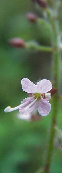 Circaea glabrescens ? \ Rosa Hexenkraut / Pink Enchanter's Nightshade, D Mannheim 24.7.2006
