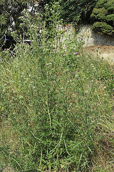 Cirsium vulgare \ Gewhnliche Kratzdistel, Lanzett-Kratzdistel / Spear Thistle, D Weinheim an der Bergstraße 26.7.2006