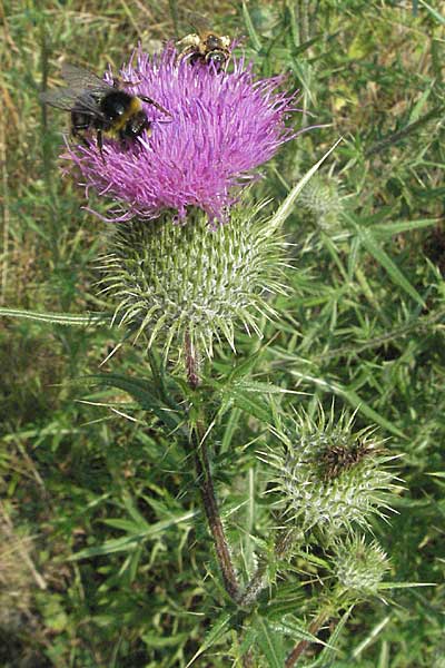 Cirsium vulgare \ Gewhnliche Kratzdistel, Lanzett-Kratzdistel / Spear Thistle, D Weinheim an der Bergstraße 26.7.2006