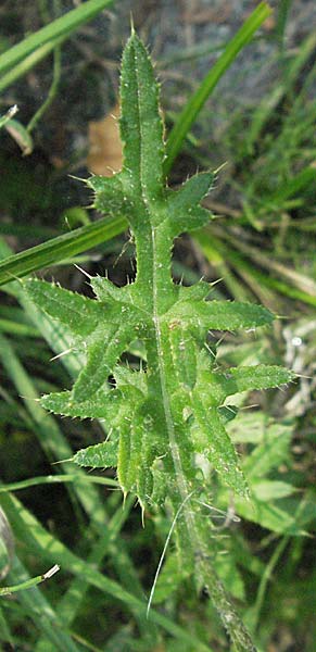 Cirsium tuberosum \ Knollige Kratzdistel, Knollen-Kratzdistel / Tuberous Thistle, D Mörfelden 29.7.2006