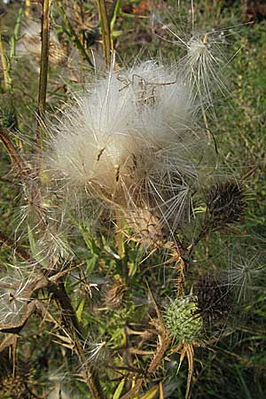 Cirsium vulgare \ Gewhnliche Kratzdistel, Lanzett-Kratzdistel / Spear Thistle, D Weinheim an der Bergstraße 16.9.2006