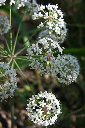 Cicuta virosa \ Wasser-Schierling / Cowbane, Water Hemlock, D Leimersheim 10.7.2008