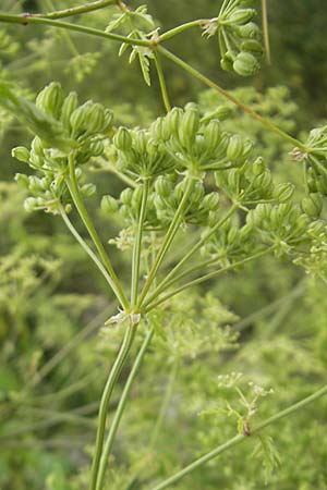 Conium maculatum \ Gefleckter Schierling, Flecken-Schierling / Hemlock, D Walldorf 3.7.2009
