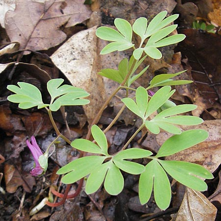 Corydalis intermedia \ Mittlerer Lerchensporn / Intermediate Corydalis, D Königstein-Falkenstein 3.4.2010