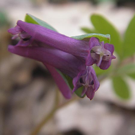 Corydalis intermedia \ Mittlerer Lerchensporn / Intermediate Corydalis, D Königstein-Falkenstein 3.4.2010