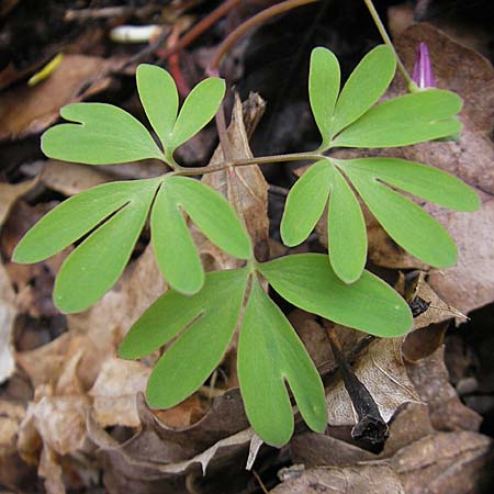 Corydalis intermedia \ Mittlerer Lerchensporn / Intermediate Corydalis, D Königstein-Falkenstein 3.4.2010