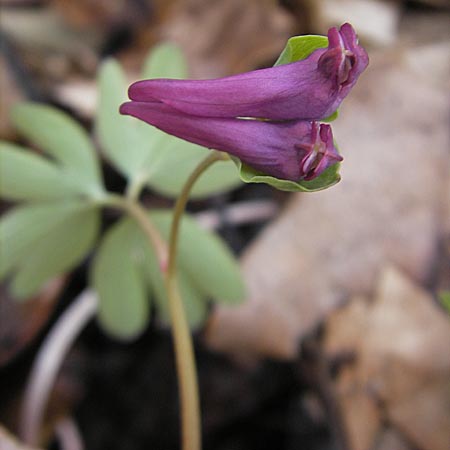 Corydalis intermedia \ Mittlerer Lerchensporn / Intermediate Corydalis, D Königstein-Falkenstein 3.4.2010