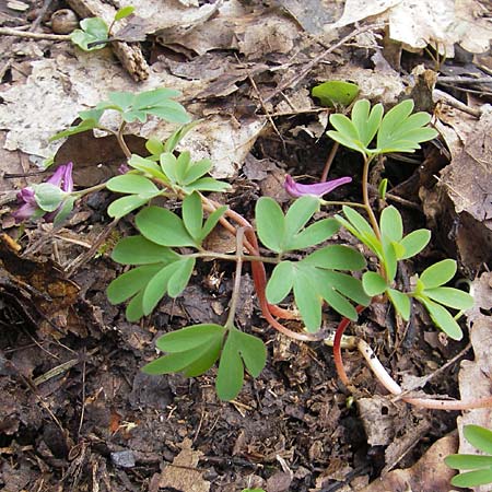 Corydalis intermedia \ Mittlerer Lerchensporn / Intermediate Corydalis, D Königstein-Falkenstein 3.4.2010