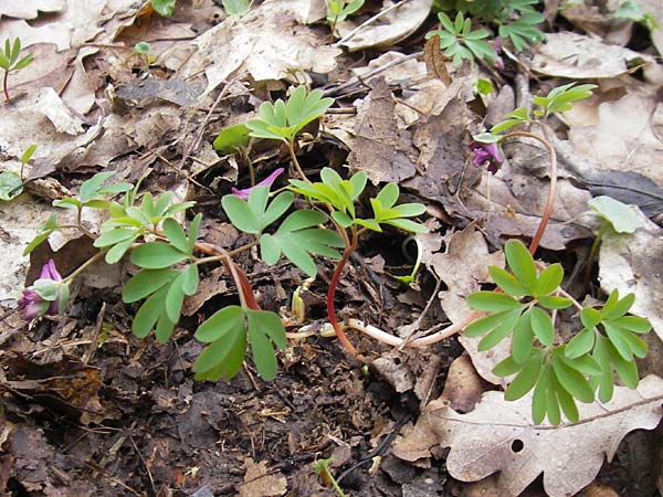 Corydalis intermedia \ Mittlerer Lerchensporn / Intermediate Corydalis, D Königstein-Falkenstein 3.4.2010