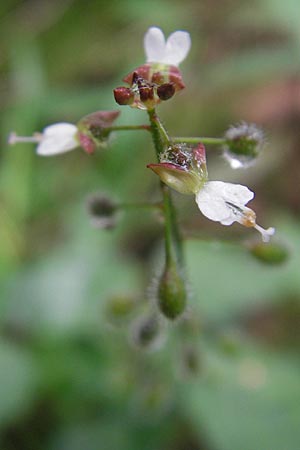 Circaea x intermedia \ Mittleres Hexenkraut / Upland Enchanter's Nightshade, D Odenwald, Neckargem&uuml;nd-M&uuml;ckenloch 13.9.2010