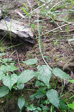 Circaea x intermedia \ Mittleres Hexenkraut / Upland Enchanter's Nightshade, D Odenwald, Neckargem&uuml;nd-M&uuml;ckenloch 13.9.2010