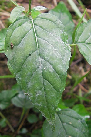 Circaea x intermedia \ Mittleres Hexenkraut / Upland Enchanter's Nightshade, D Odenwald, Neckargem&uuml;nd-M&uuml;ckenloch 13.9.2010
