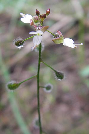 Circaea x intermedia \ Mittleres Hexenkraut / Upland Enchanter's Nightshade, D Odenwald, Neckargem&uuml;nd-M&uuml;ckenloch 13.9.2010